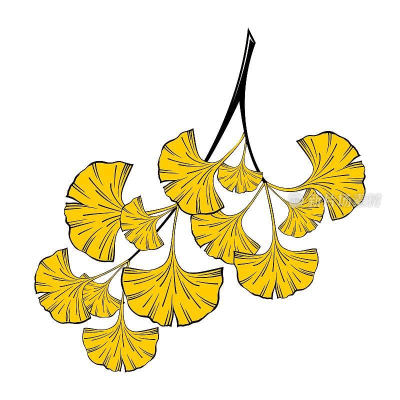 ISOLATED ON A WHITE BACKGROUND, A SPRIG OF GINKGO BILOBA WITH YELLOW LEAVES
